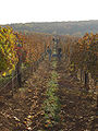 The wineyard where they produce Egri Bikaver