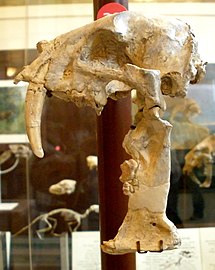 лобања врсте Hoplophoneus cerebralis