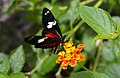 Image 18The Heliconius doris butterfly (from Wildlife of Costa Rica)