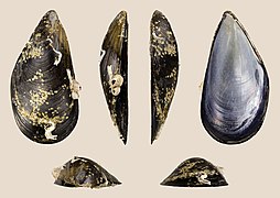 Mytilus galloprovincialis (Mediterranean mussel), right valve