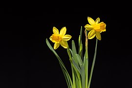 Narcissus pseudonarcissus