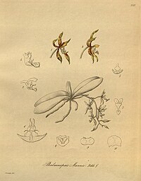 plate 242 Phalaenopsis mannii