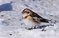 Français : Bruant des neiges, (Plectrophenax nivalis), Réserve nationale de faune du cap Tourmente, Québec, Canada. English: Snow Bunting, (Plectrophenax nivalis), Cap Tourmente National Wildlife Area, Quebec, Canada