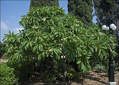 עץ פלומריה ריחנית לבנה באל-באהג'ה, עכו, ישראל