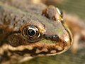 Dutch juvenile Kuindervaart