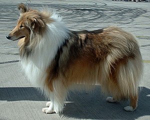 Rough Collie