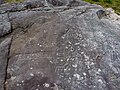 Deer and cup-and-ring motifs, Tourón, Ponte Caldelas, Galicia.