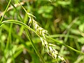 Carex sprengel