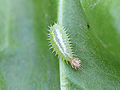 Larva of Cassida nebulosa