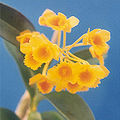 Dendrobium chrysotoxum