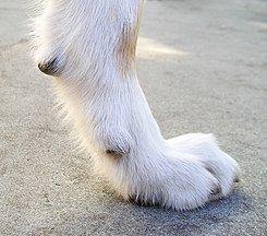 Dog feet