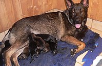 Female sable German Shepherd nursing her litter