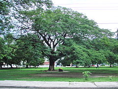 Guanacaste tree in Liberia, Costa Rica