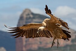 Gänsegeier (Gyps fulvus) (von Pierre Dalous)