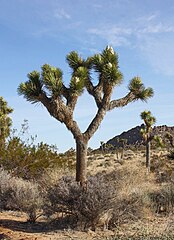 Joshua Tree National Park