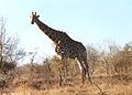 Giraff am Krügerpark