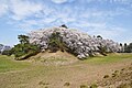 藤岡市 七輿山古墳（146m）