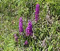 Orchis mascula Turkey