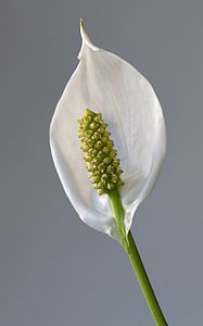 Spathiphyllum wallisii, by W.carter