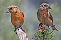 Image 16 Red crossbill More selected pictures