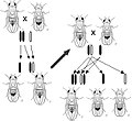 Image 32Thomas Hunt Morgan discovered sex linked inheritance of the white eyed mutation in the fruit fly Drosophila in 1910, implying the gene was on the sex chromosome. (from History of genetics)