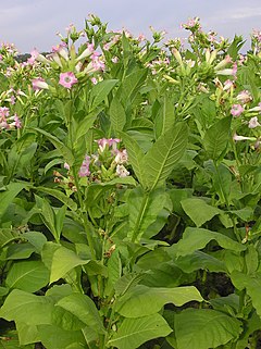 Nicotiana tabacum