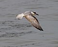 Chlidonias hybrida in flight (cat.)