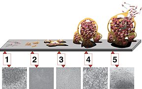 August 27: stages of biofilm development