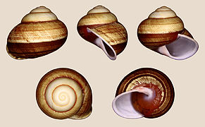 Calocochlia pan, Shell