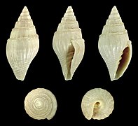 Conomitra fusellina, shell