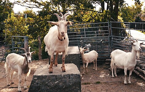 山羊のヒゲ。雄は優性遺伝、雌は劣性遺伝でヒゲが生えるが、雌も出産などでホルモンバランスが崩れるとヒゲが生え、雄は去勢されるとヒゲが比較的薄くなる場合がある[31]。ヒゲがある方が雌への好感度が高く、発情期になると雄はヒゲまわりに自分の尿をつけて雌へのアピールとする[32]。