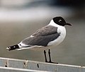 English: Franklin's Gull Leucophaeus pipixcan (cat.)