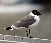 Mouette de Franklin ou Leucophaeus pipixcan