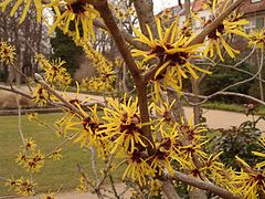 Hamamelis in Fürth City Park (Germany), 2004-02-08