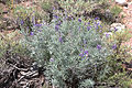 Silver, or alpine, lupine (Lupinus argenteus)