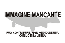 Immagine di Pomatoschistus tortonesei mancante