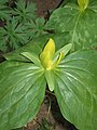 Trillium luteum