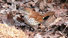 Description de l'image Brown Thrasher-27527.jpg.