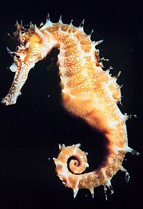 The slowest-moving fishes are the sea horses, often found in reefs. The slowest of these, the dwarf seahorse, attains about five feet per hour.[10]