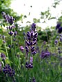 Lavandula officinalis