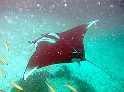 Paholaisrausku (Manta birostris)