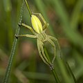 Grüne Huschspinne Micrommata virescens