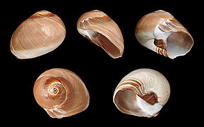 Neverita didyma (Bladder Moon Snail), Shell