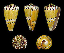 Conus mustelinus (Weasel Cone), Shell