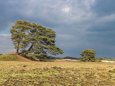 "Wandeling_over_het_Hulshorsterzand-Hulshorsterheide_07-03-2020._(d.j.b)_01.jpg" by User:Famberhorst