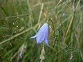 Campanula rotundifolia