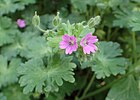 Mīkstā gandrene (Geranium molle)