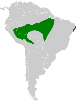 Distribución geográfica del titirijí ventriblanco.