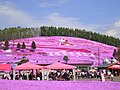 北海道大空町東藻琴「ひがしもこと芝桜まつり」のシバザクラ