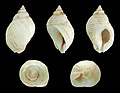 * Nomination Shell of a Dog Whelk, Nucella lapillus --Llez 05:45, 13 November 2014 (UTC) * Promotion Good quality. --Cccefalon 05:56, 13 November 2014 (UTC)